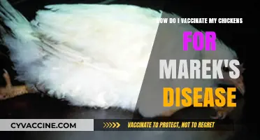 Effective Marek's Disease Vaccination Guide for Healthy Chicken Flocks