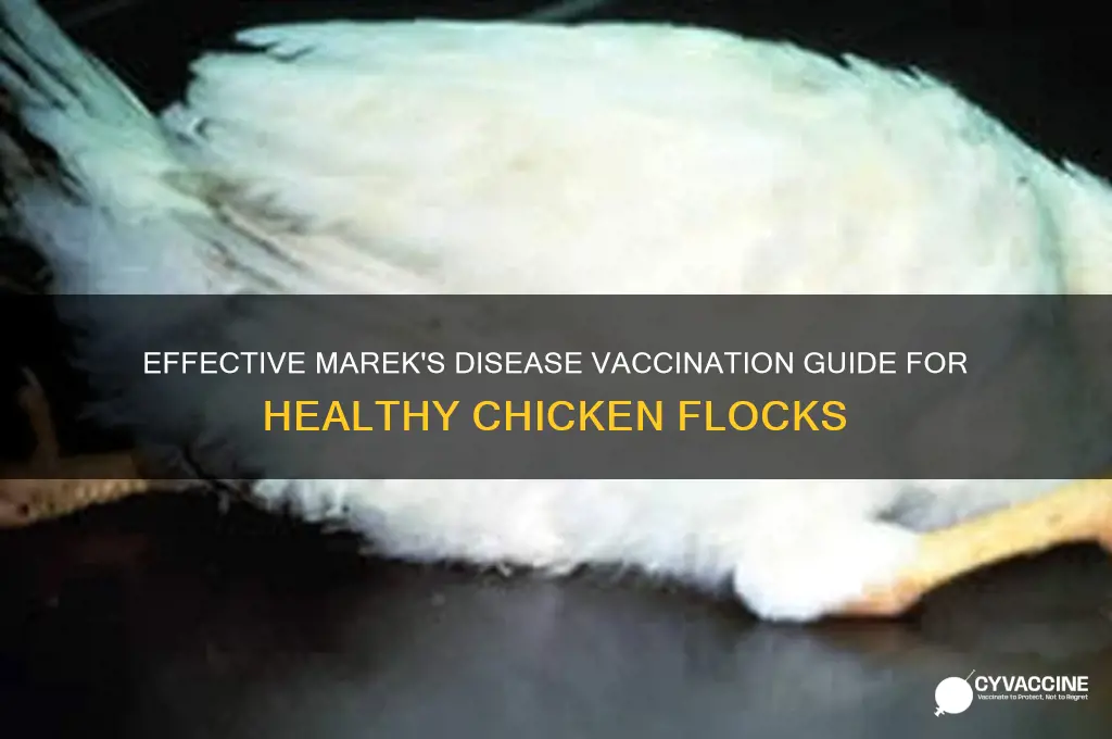 how do i vaccinate my chickens for marek