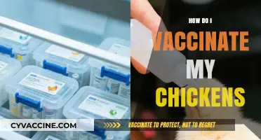 Essential Guide to Safely Vaccinating Your Backyard Chickens for Health