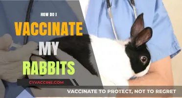 Essential Rabbit Vaccination Guide: Protecting Your Bunnies Step-by-Step