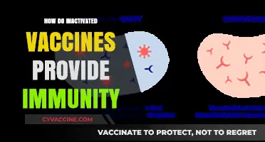 Understanding Inactivated Vaccines: How They Safely Trigger Immune Protection