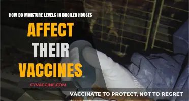 Moisture's Impact on Broiler House Vaccines: Optimizing Poultry Health