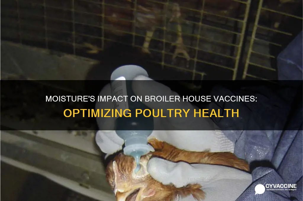 how do moisture levels in broiler houses affect their vaccines