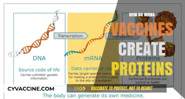 How mRNA Vaccines Instruct Cells to Produce Proteins: A Breakdown