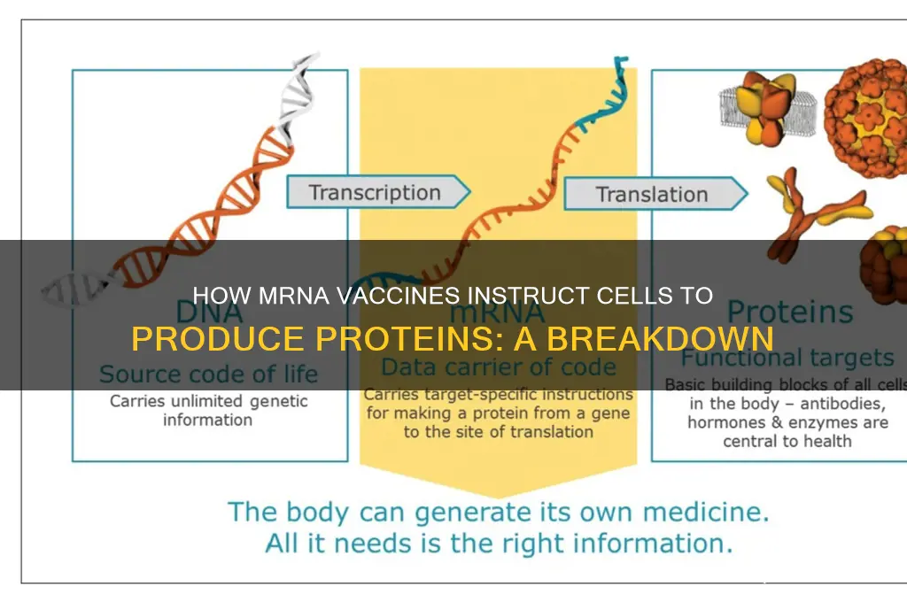 how do mrna vaccines create proteins
