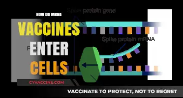 Unveiling mRNA Vaccines: How They Penetrate and Protect Our Cells
