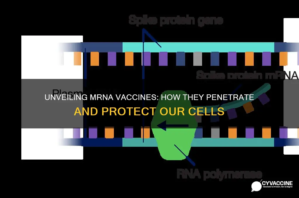 how do mrna vaccines enter cells