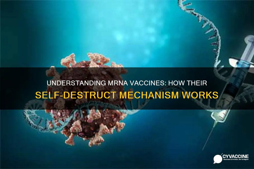 how do mrna vaccines turn off