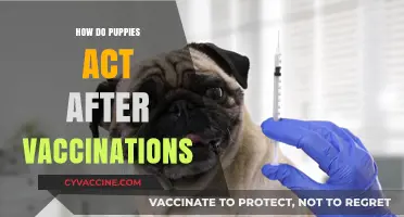 Post-Vaccination Puppy Behavior: What to Expect After Their Shots