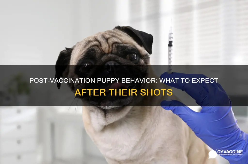 how do puppies act after vaccinations