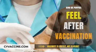 Puppy Vaccination Aftermath: Understanding Their Feelings and Recovery Process