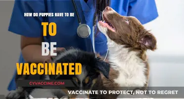 When Should Puppies Get Vaccinated: A Complete Guide for Owners