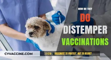 Understanding Distemper Vaccinations: Process, Importance, and Pet Protection Guide