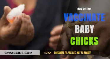 Vaccinating Baby Chicks: Methods, Importance, and Step-by-Step Process