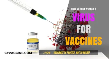 Unraveling the Science: How Viruses Are Weakened for Safe Vaccines