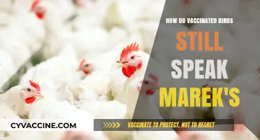 Vaccinated Birds and Marek's Disease: Unraveling the Persistent Mystery