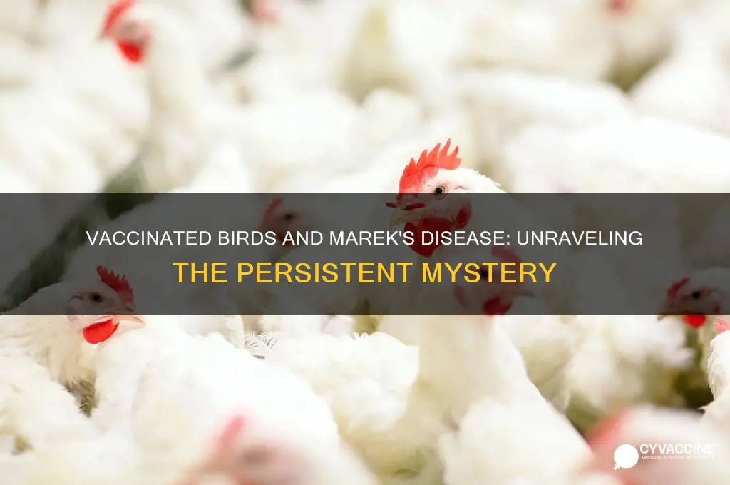 how do vaccinated birds still speak marek