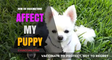 Understanding Puppy Vaccinations: Benefits, Schedule, and Care Tips