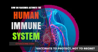 Unveiling Vaccines' Role in Boosting Human Immune System Activation