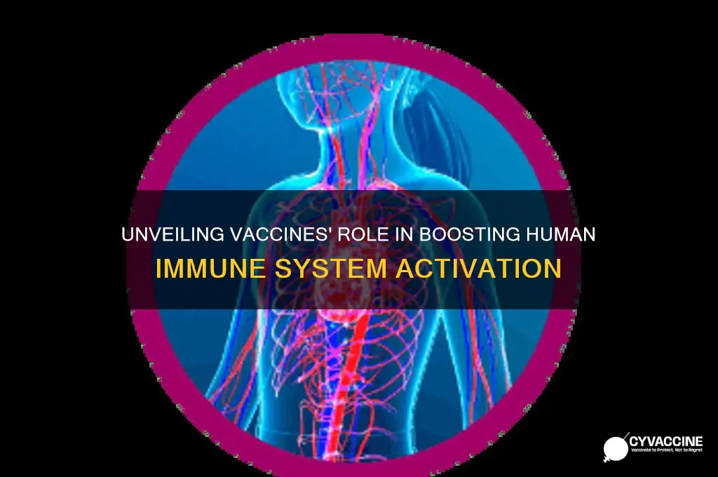 how do vaccines activate the human immune system