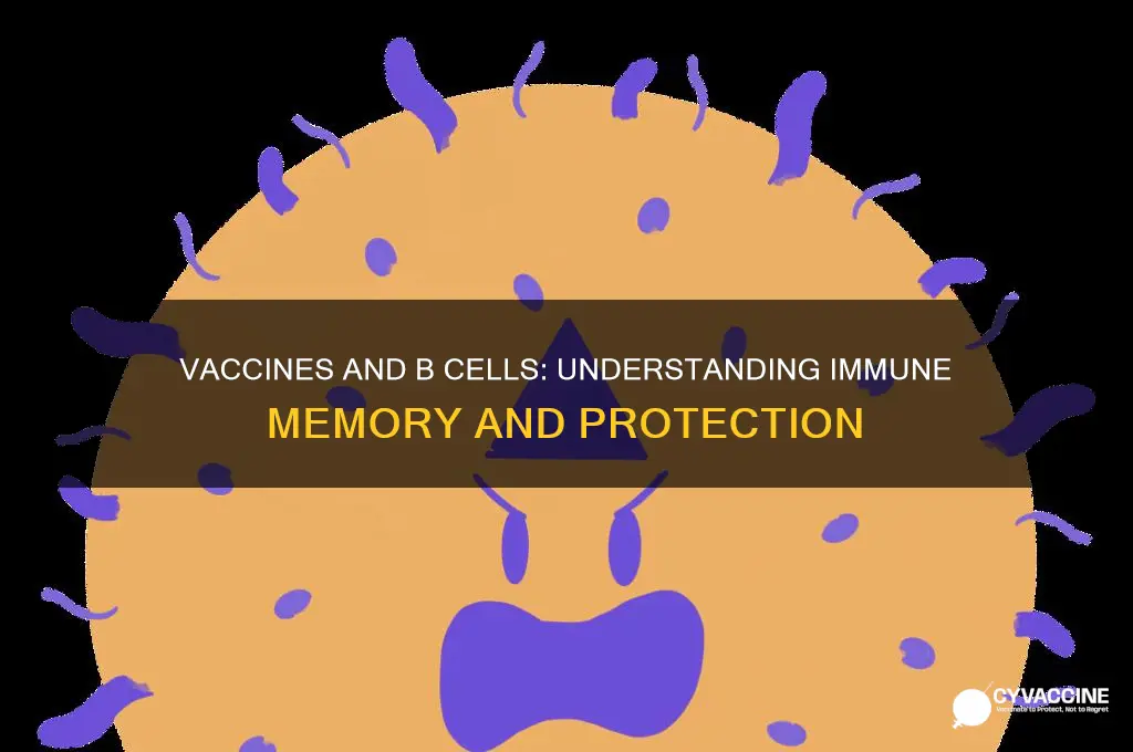 how do vaccines affect b cells