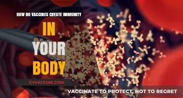 How Vaccines Train Your Immune System to Fight Diseases