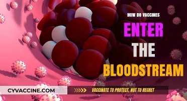 How Vaccines Enter the Bloodstream: A Comprehensive Guide