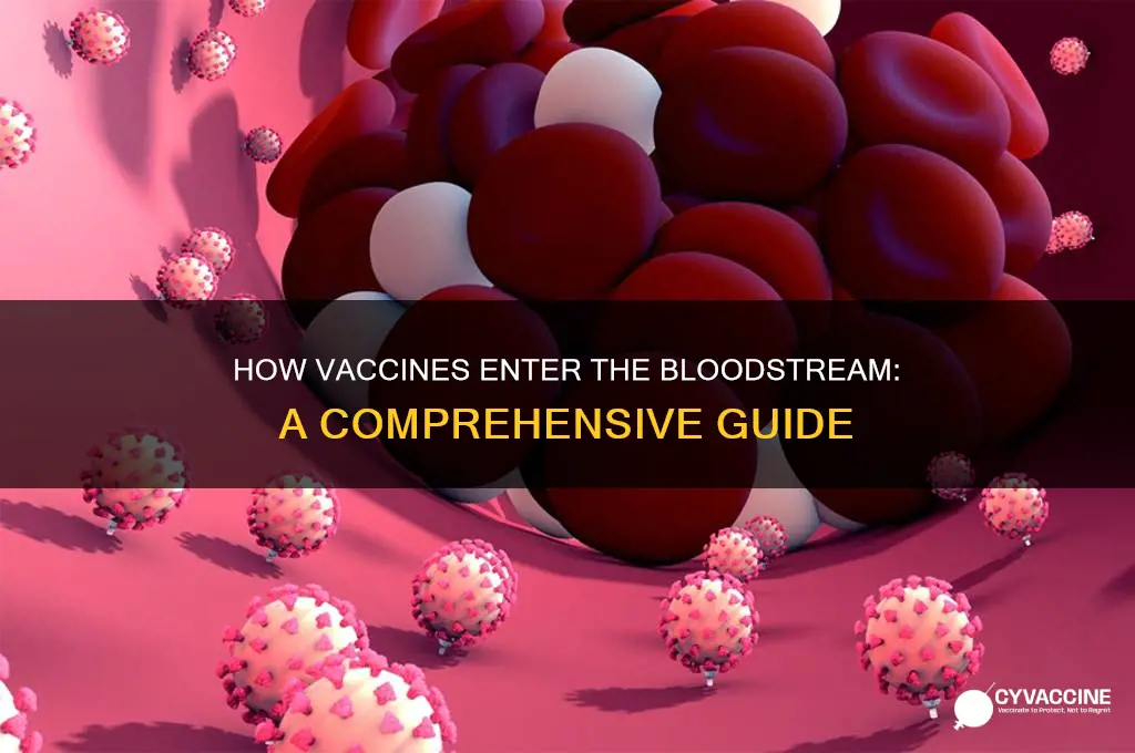 how do vaccines enter the bloodstream