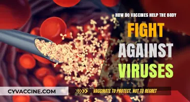Vaccines: Empowering Your Immune System to Combat Viral Infections
