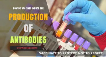 How Vaccines Trigger Antibody Production: A Comprehensive Scientific Guide