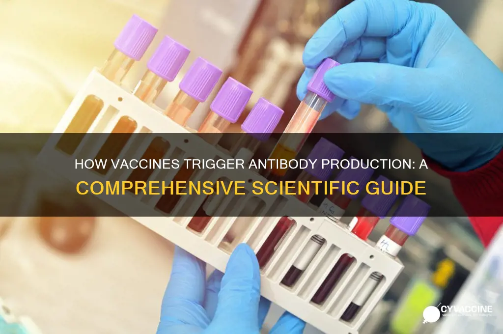 how do vaccines induce the production of antibodies