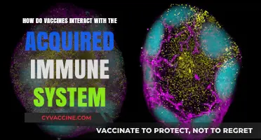 Vaccines and the Acquired Immune System: A Complex Interaction Explained