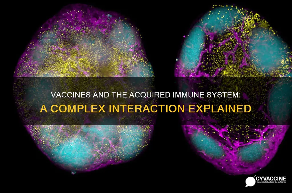 how do vaccines interact with the acquired immune system