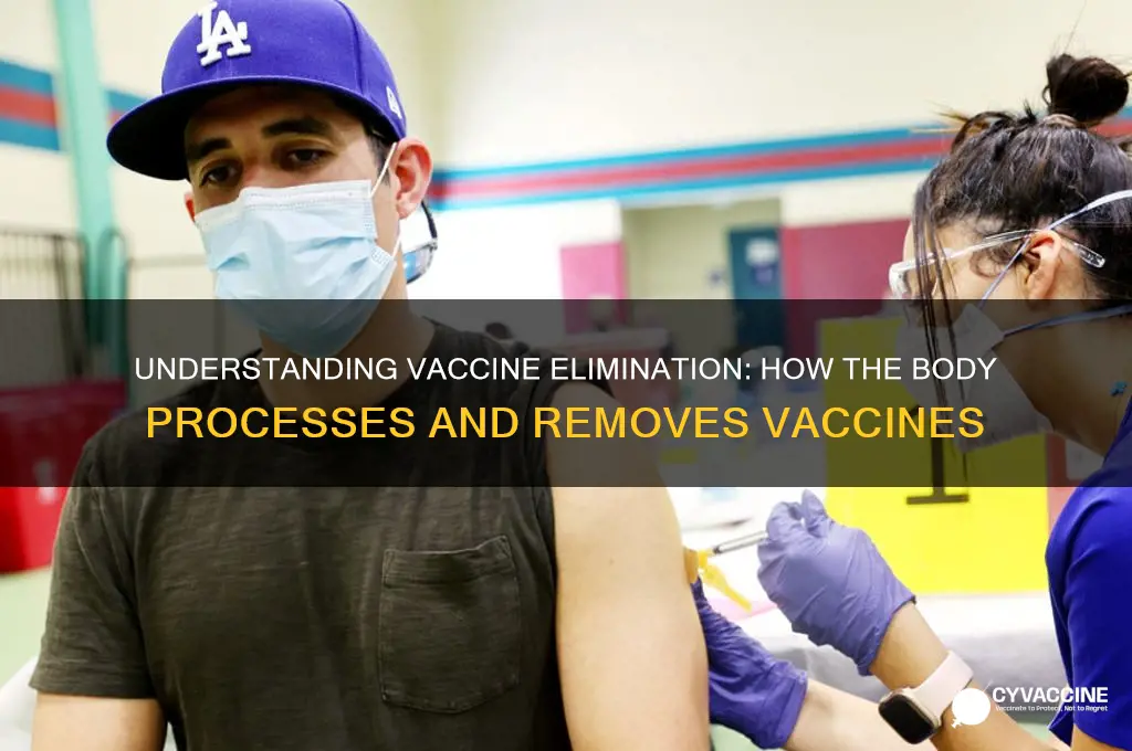 how do vaccines leave the body