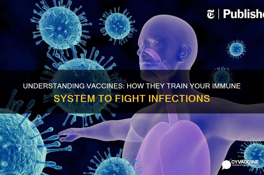 how do vaccines prevent future infections