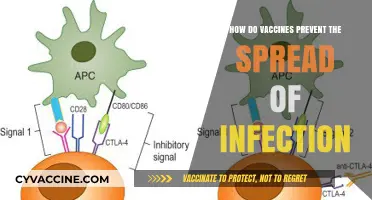 Vaccines: Stopping the Spread of Infection