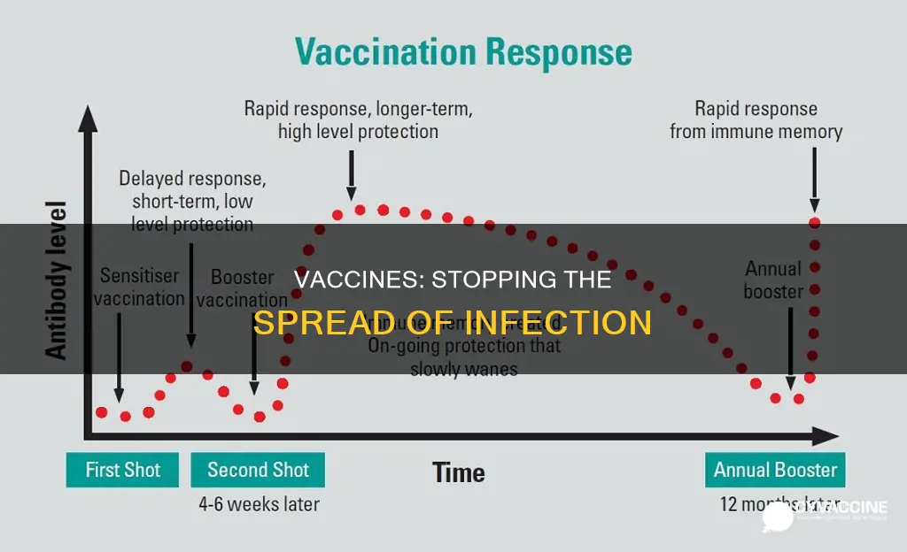 how do vaccines prevent the spread of infection