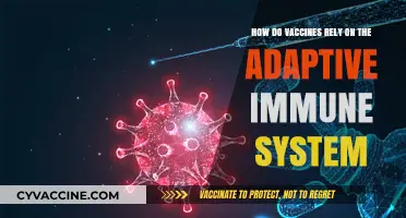 Vaccines and the Adaptive Immune System: A Powerful Partnership