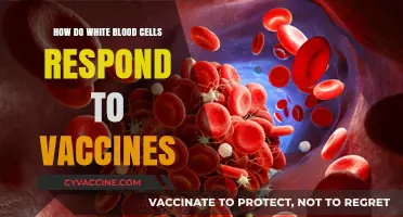 How White Blood Cells Respond to Vaccines: Immune System Activation Explained