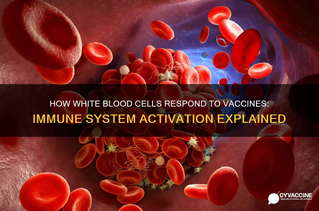 how do white blood cells respond to vaccines