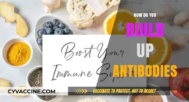 Boosting Immunity: Effective Strategies to Build and Strengthen Antibodies Naturally