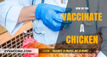 Step-by-Step Guide to Safely Vaccinating Your Chickens at Home