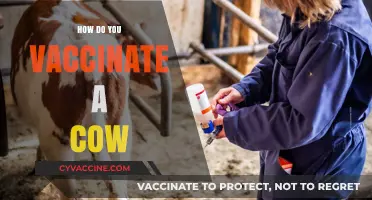 Effective Cow Vaccination: A Step-by-Step Guide for Farmers