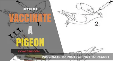 Vaccinating Pigeons: A Step-by-Step Guide for Bird Enthusiasts