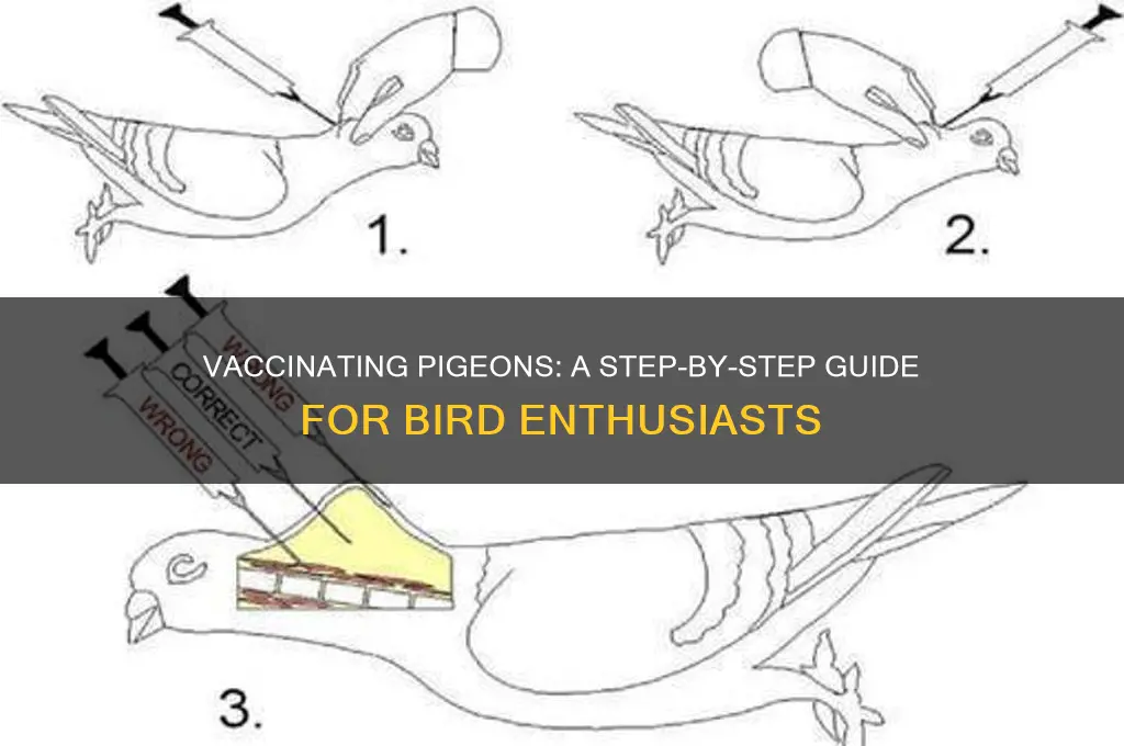 how do you vaccinate a pigeon