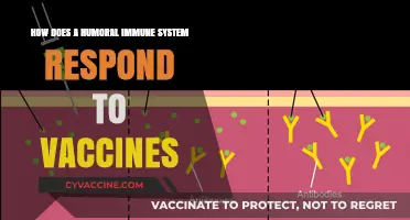 How Vaccines Trigger Humoral Immunity: Antibody Production Explained