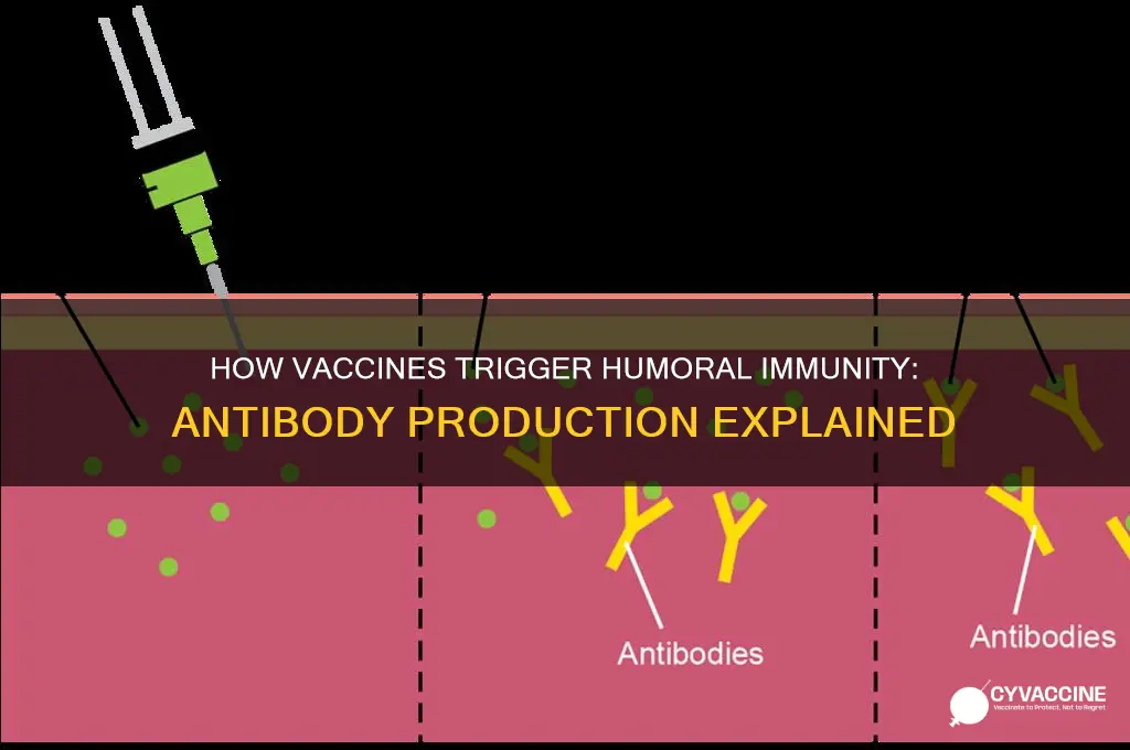 how does a humoral immune system respond to vaccines