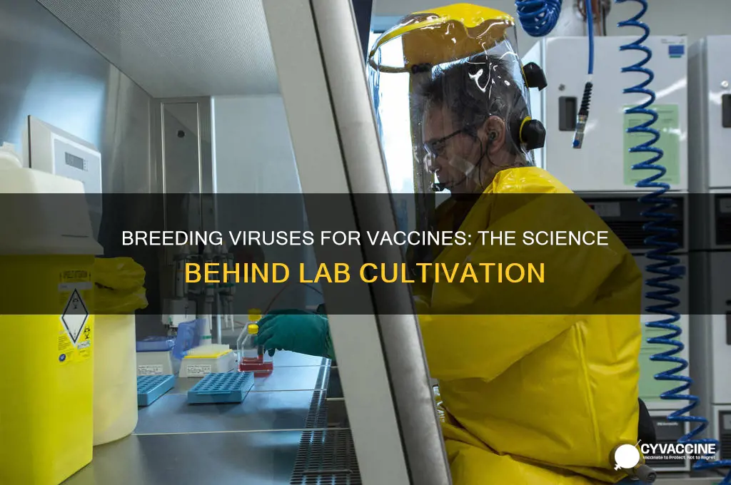 how does a lab breed virus for vaccines