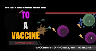 Boosting Immunity: How a Strong Immune System Responds to Vaccines