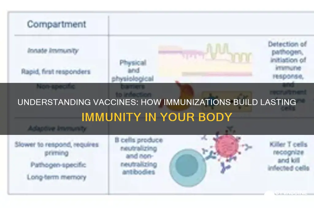 how does a vaccination provide you with immunity
